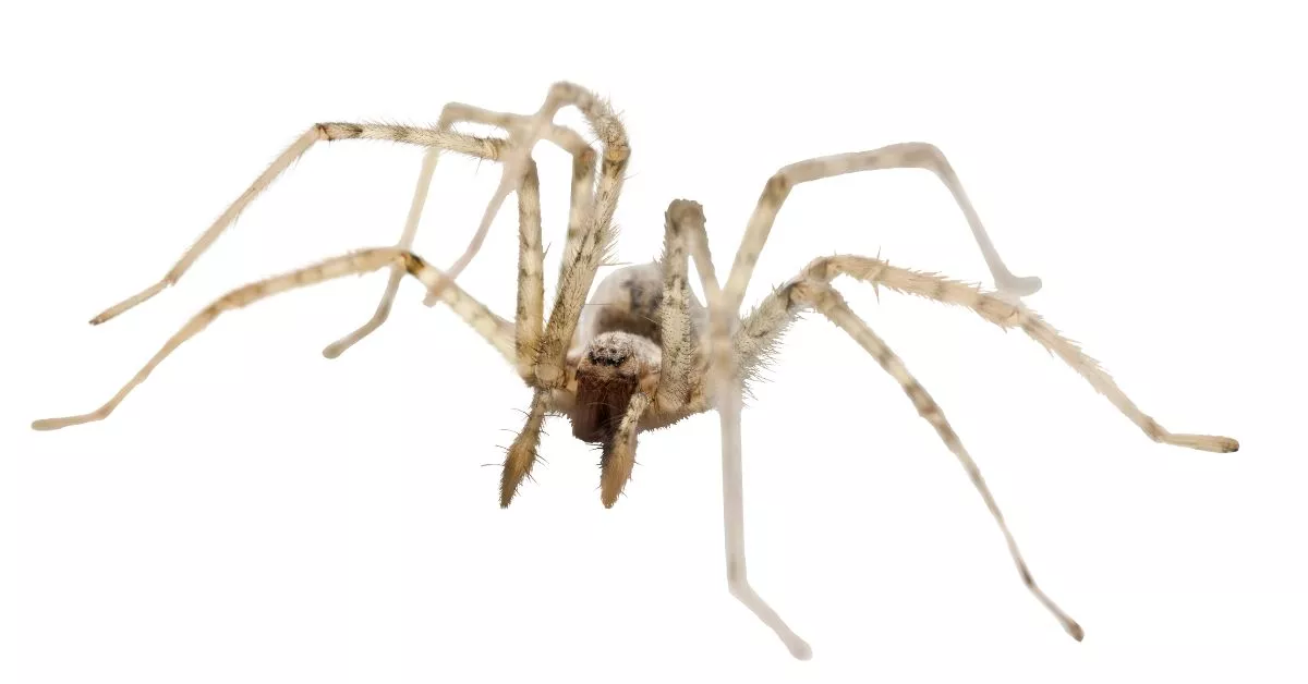 Pająk - Dość duży pająk
