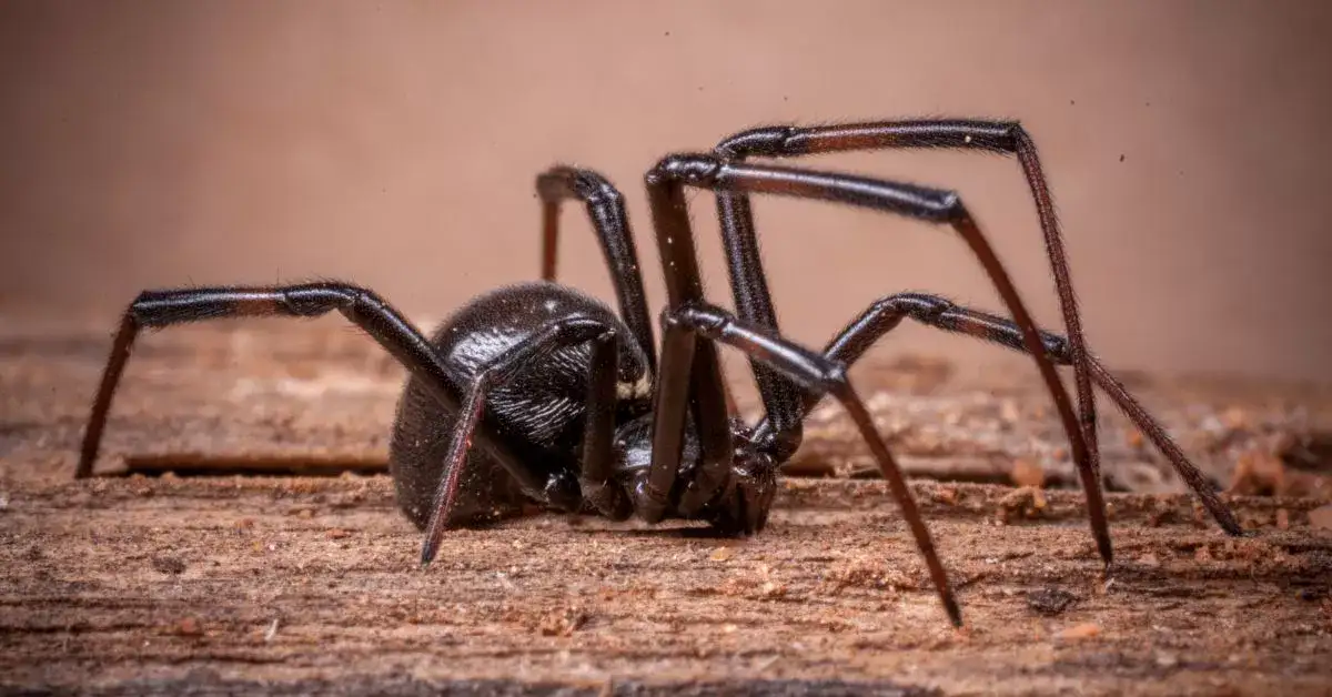 Duży i czarny pająk