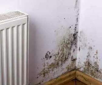 Pleśń w domu zagraża zdrowiu (1)