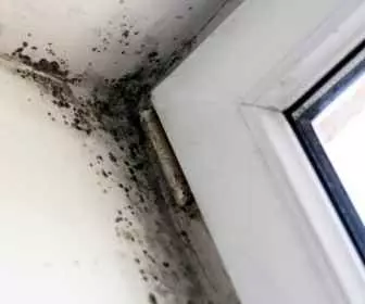 Pleśń w domu zagraża zdrowiu (2)
