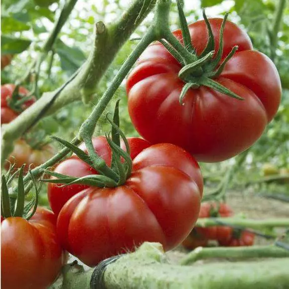 Czy warto jadać pomidory? (2)