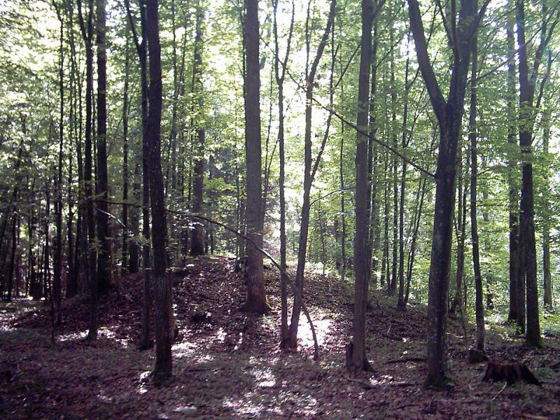 Puszcza Białowieska - Kurhan