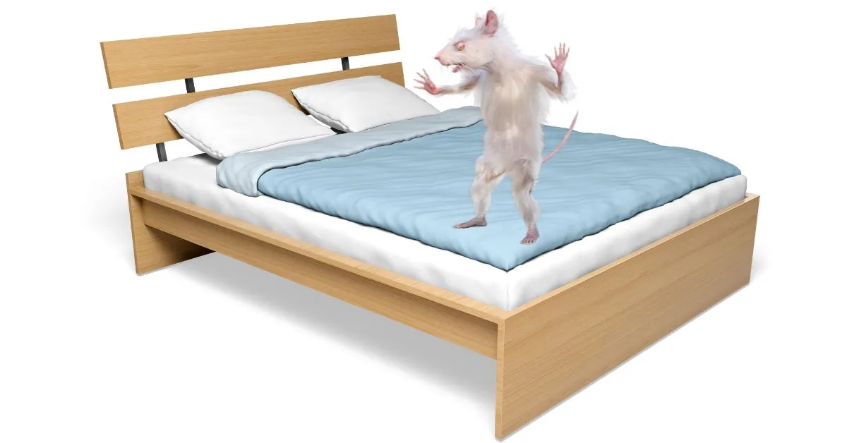 Szczur w łóżku