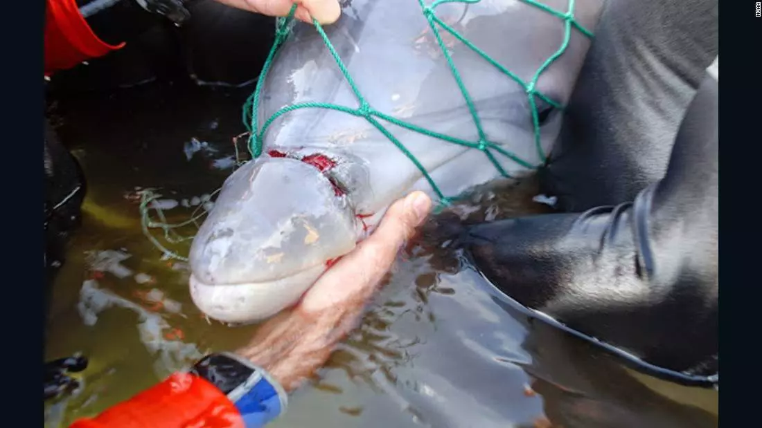 Delfin uwięziony w sieci rybackiej
