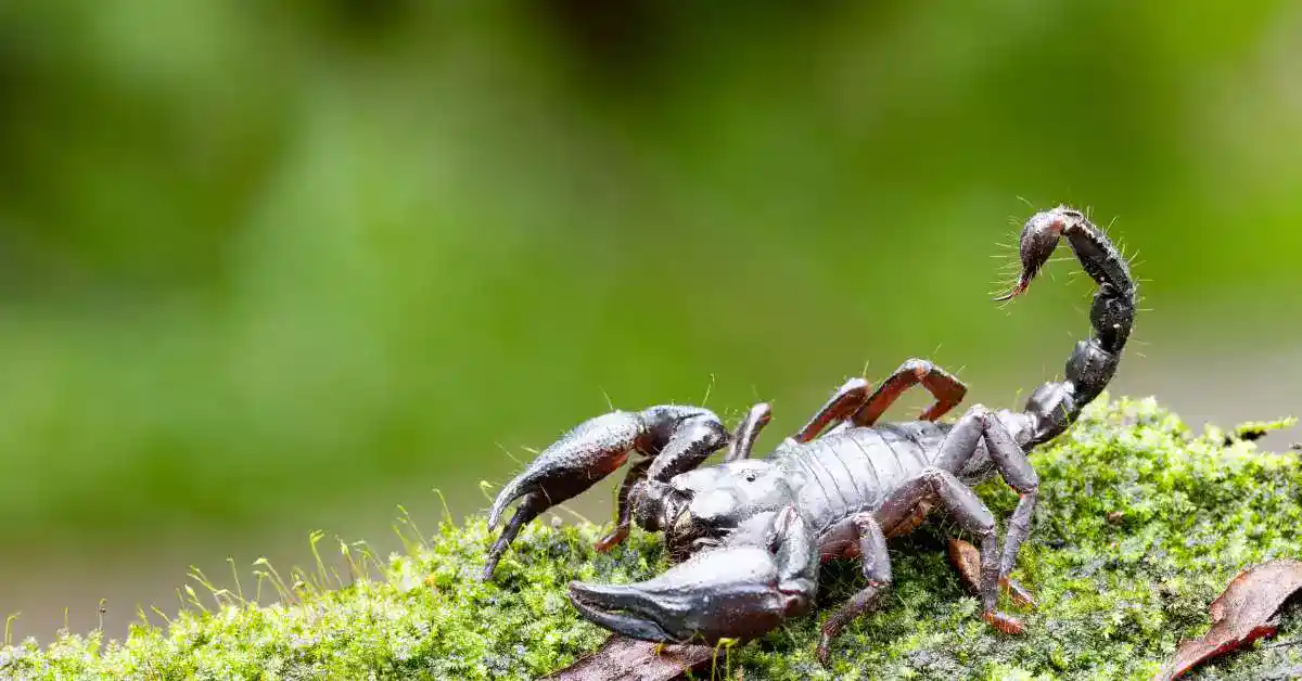 Znak zodiaku Skorpion - Skorpiony zazwyczaj okazują strachu, nawet gdy bardzo się boją