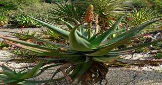 Aloes zdrowotny