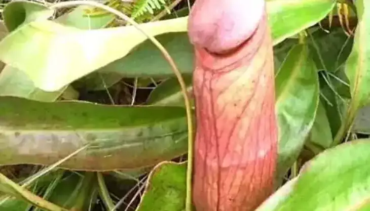 Bardzo nietypowa roślina, która może się kojarzyć z penisem