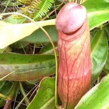 Bardzo nietypowa roślina, która może się kojarzyć z penisem