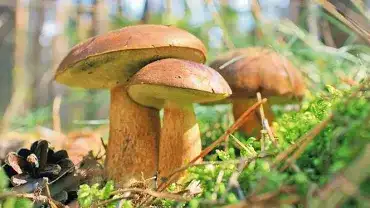 Czy można się zatruć grzybami jadalnymi?