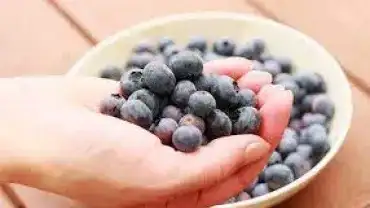 Patogeny w jagodach?