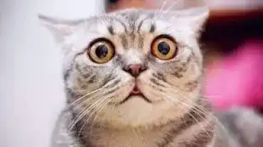 Czy koty widzą duchy?