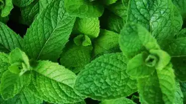 Amol to całkiem naturalny preparat ziołowy