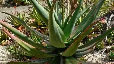 Aloes zdrowotny