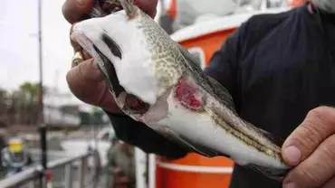 Ryby z Bałtyku mogą być toksyczne