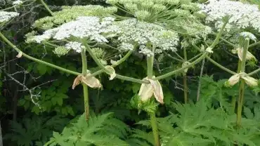 Barszcz Sosnowskiego