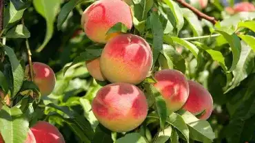 Brzoskwinia świetnie smakuje i jest bardzo zdrowa