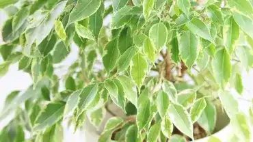 Rośliny oczyszczające powietrze w domu