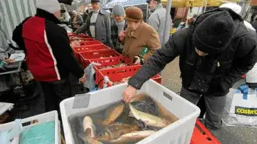 Żywy karp na święta?