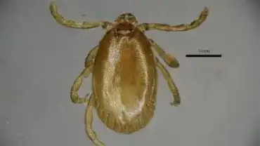 Groźny gatunek kleszcza