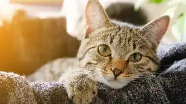 Domowe zwierzęta a koronawirus