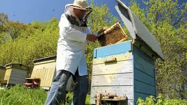 Ule - Pszczoły