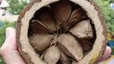 Orzechy brazylijskie