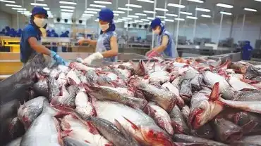 Panga - Zdrowa czy niezdrowa?