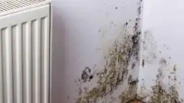 Pleśń w domu 