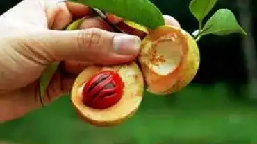 Gałka muszkatałowa