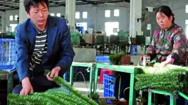 Choinka w domu może negatywnie wpływać na zdrowie