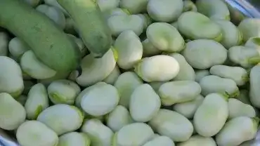 Bób - Właściwości zdrowotne bobu