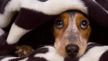 Noc Sylwestrowa może być dla zwierząt traumatycznym przeżyciem