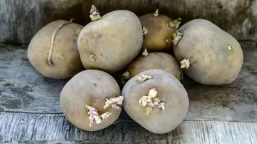 Solanina w ziemniakach - Czy może szkodzić zdrowiu?