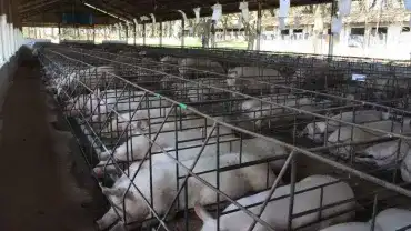 Zwierzęta w klatkach