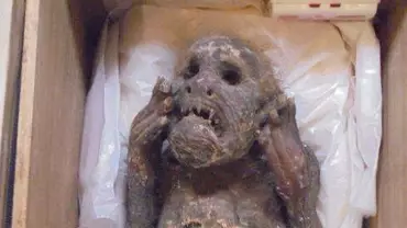 Japońska mumia syreny