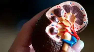 Jak sól wpływa na nerki?