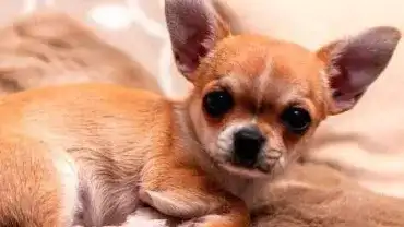 Czy spanie z psem jest bezpieczne dla zdrowia?