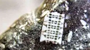 Mikrochip sprzed ponad 250 milionów lat?