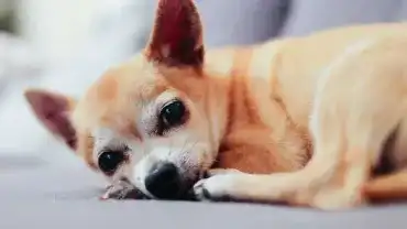 Czy zwierzęta mają duszę?