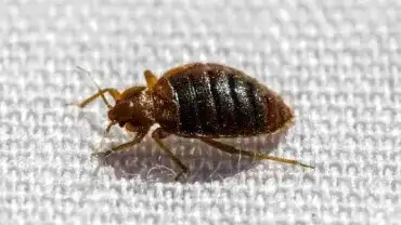 Pluskwy w domu - Jak się ich pozbyć?