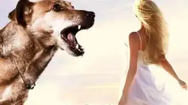 Co znaczy sen o psie?