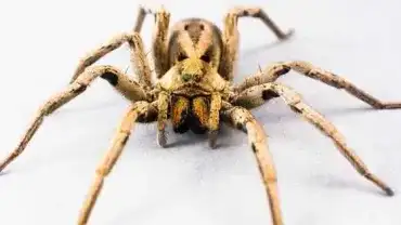 Sennik - Znaczenie snu o pająku