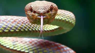 Sennik wąż - Co to może oznaczać, gdy we śnie widzimy węża?