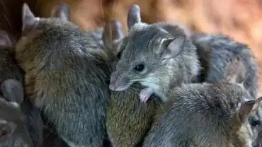 Znaczenie snu z motywem myszy