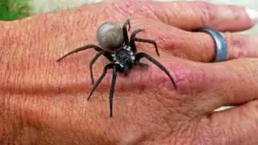 Pająków nie powinno się zabijać - Wyjaśniamy dlaczego