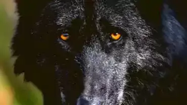 Piękny czarny wilk - Zbliżenie oczu
