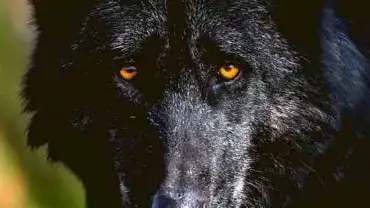 Piękny czarny wilk - Zbliżenie oczu