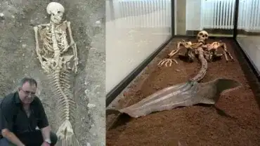 Syreny - Zdjęcie przedstawia szkielety mitologicznych syren