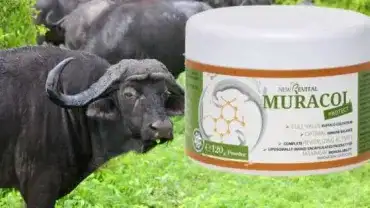 Siara bydlęca - Muracol Protect - Colostrum