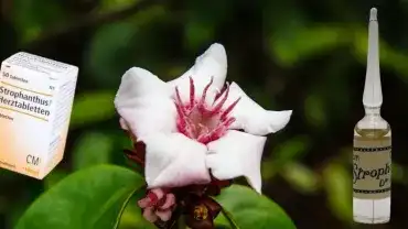 Strofantyna - Kwiat Strophantus gratus, przykładowy preparat homeopatyczny oraz historyczna ampułka ze strofantyną do iniekcji